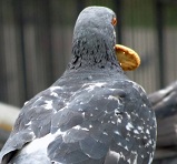 pigeon_with_cookie
